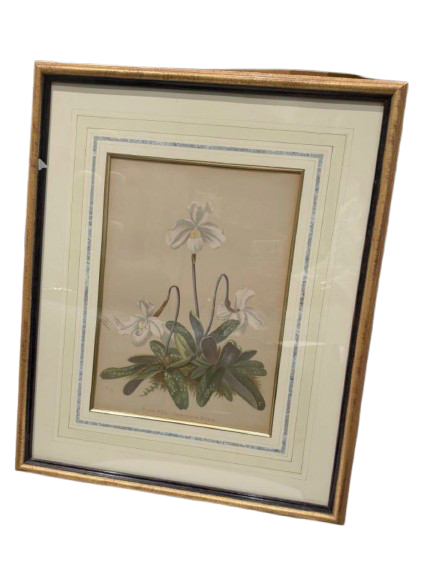 Plate XXII  Orchid by Harriet Stewart Miner