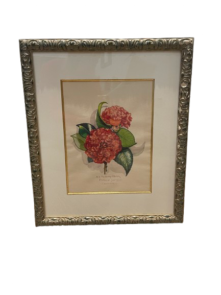 Watercolor of Camellias