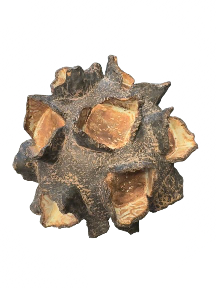 “Silver Sweetgum”