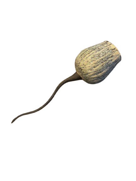“Eucalyptus”