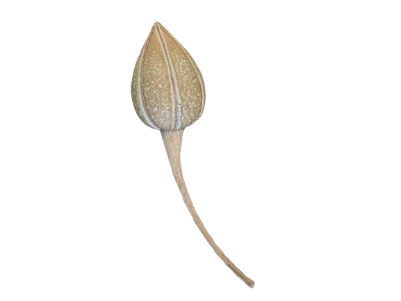 “Hemp Seed”