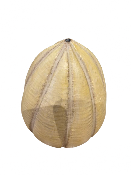 “Straited Cream Butterfly Egg”