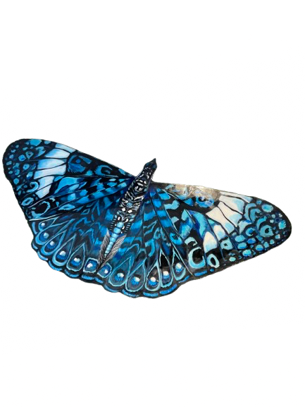 Red Cracker Butterfly (Blue)